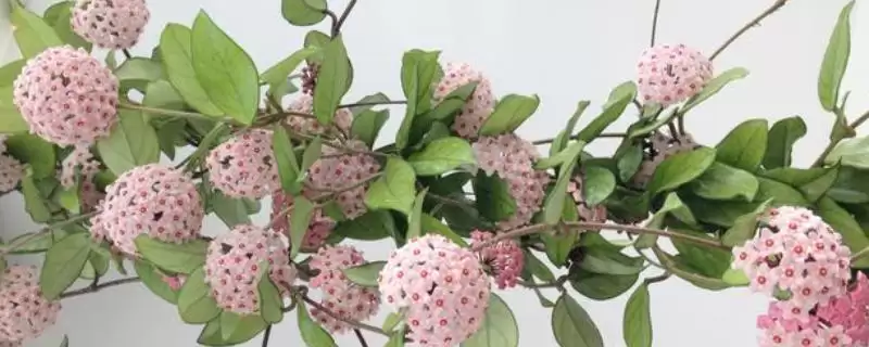 球兰日常养护秘籍:确保充足光照的方法及意义-会东网