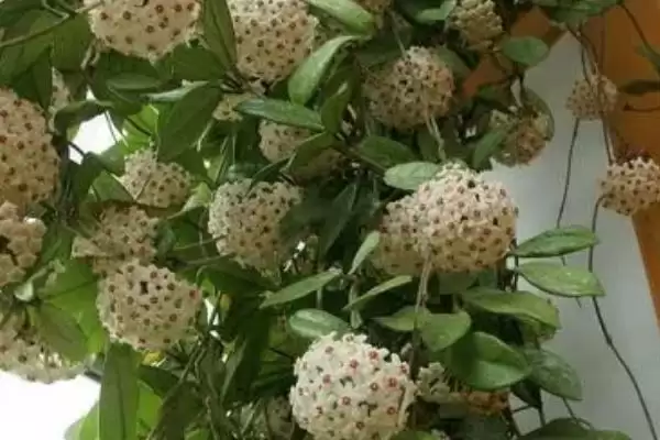 球兰浇水技巧全解：经常向叶面上喷水的原因及频率插图3