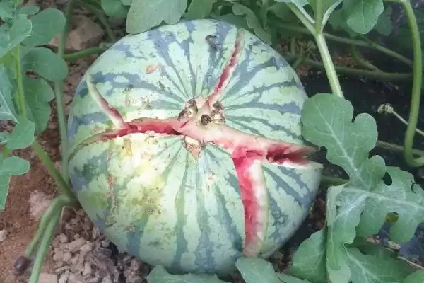 分析西瓜裂瓜原因的方法和重点?探究西瓜裂瓜要做好哪些细节?插图1 分析西瓜裂瓜原因的方法和重点?探究西瓜裂瓜要做好哪些细节?插图1