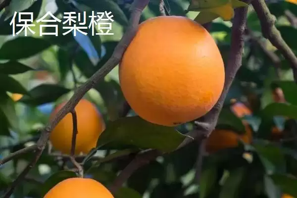 了解重庆市丰都县特产的方法和重点?养猪与当地特产产业有哪些关联细节?插图6 了解重庆市丰都县特产的方法和重点?养猪与当地特产产业有哪些关联细节?插图6