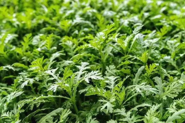 图片[3]-茼蒿要多久才能采收？确定茼蒿采收时间要考虑哪些生长周期和品质因素？-会东网