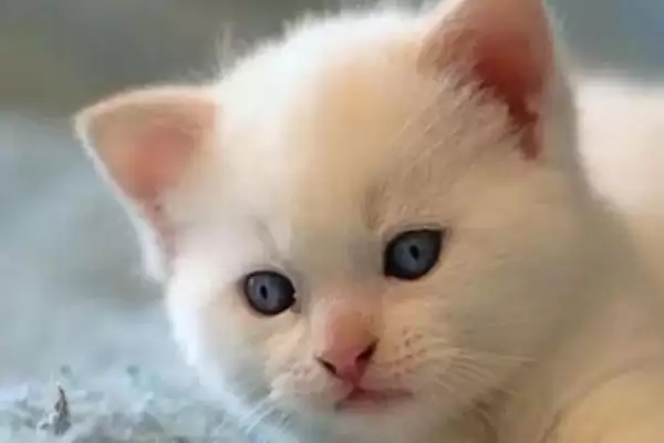 猫咪眼睛发炎会有什么后果 ,猫咪眼睛发炎会致结膜部位红肿插图3