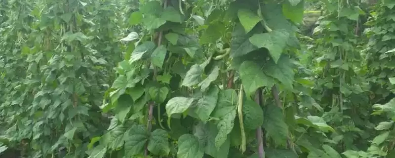 四季豆适合什么时候种植？确定四季豆种植时间要考虑哪些气候和生长周期因素？-会东网