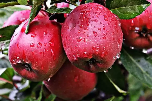 哪些因素会影响苹果着色,温度是主要原因插图1 哪些因素会影响苹果着色,温度是主要原因插图1