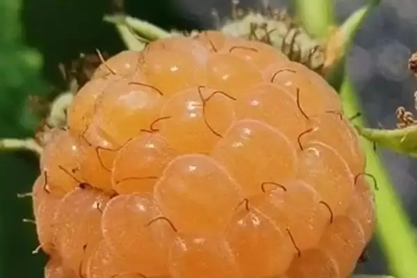 图片[6]-种植树莓的利润和前景？种植树莓需关注哪些经济收益前景？-会东网