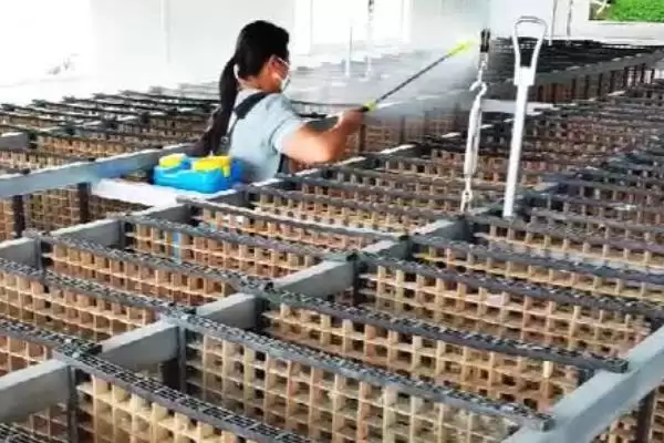 图片[8]-养蚕的方法和重点？养蚕要做好哪些细节？(3)-会东网