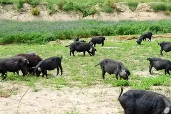 评估养殖藏香猪前景的方法和重点？养猪要做好哪些市场分析细节？插图3