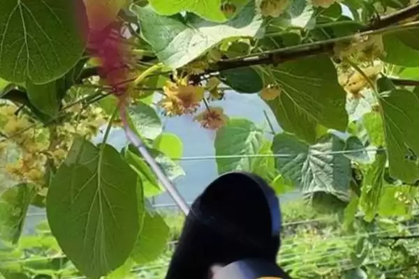 图片[4]-猕猴桃的授粉方法主要有哪些呢 ,猕猴桃为保产量以人工授粉为主-会东网