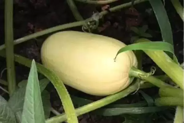 种植金丝绞瓜的方法和重点？种金丝绞瓜要做好哪些细节？插图11