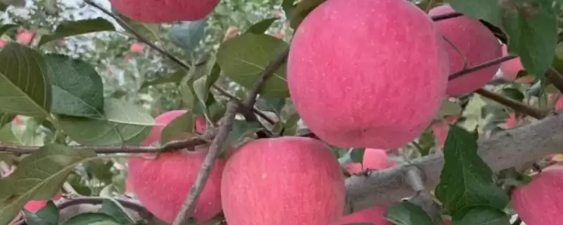 哪里的红富士苹果最出名，烟台红富士苹果最出名-会东网