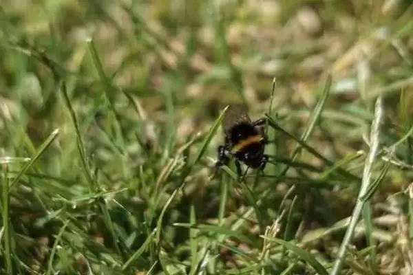 被蜜蜂蛰了怎么处理,要立刻远离蜂巢以免再次被蛰插图4 被蜜蜂蛰了怎么处理,要立刻远离蜂巢以免再次被蛰插图4