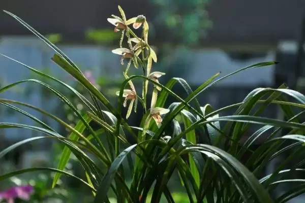 兰花的种植方法 ,兰花种植前为何要处理根系?插图6 兰花的种植方法 ,兰花种植前为何要处理根系?插图6