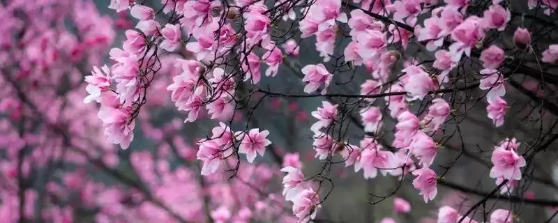 辛夷花的基本介绍和要点？了解辛夷花需关注哪些关键信息？-会东网