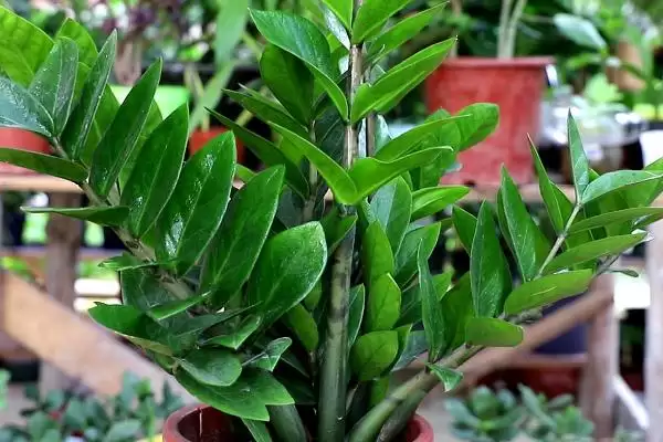 金钱树冬季的养殖方法 ,冬季养殖金钱树要怎么做插图2 金钱树冬季的养殖方法 ,冬季养殖金钱树要怎么做插图2