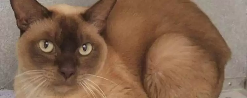 猫视网膜萎缩有哪些症状表现 ,猫视网膜萎缩最终会导致失明-会东网