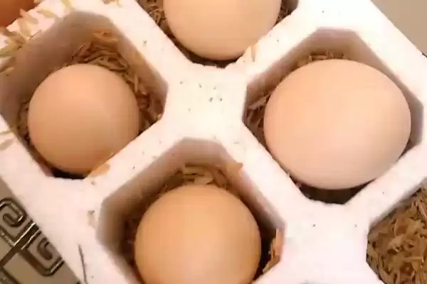 理解虫草鸡蛋定义的方法和重点？养鸡要做好哪些鸡蛋知识储备？插图1