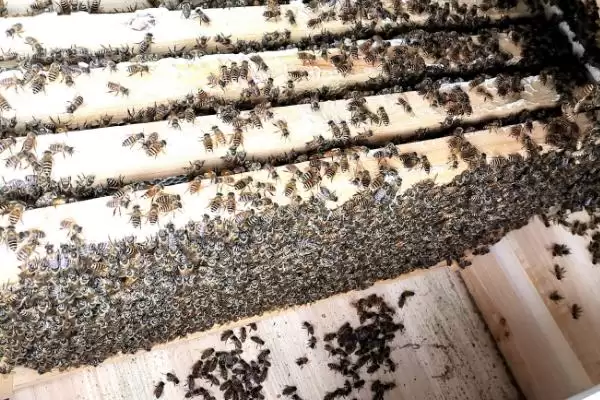 图片[2]-拆分蜂群的方法，可直接将原蜂箱中的部分蜂脾、蜜脾放入新蜂箱中-会东网
