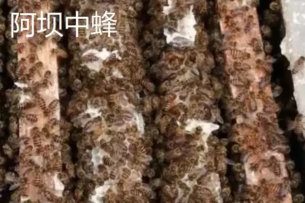 天柱中蜂和阿坝中蜂哪个好，要根据实际情况来综合考量插图2