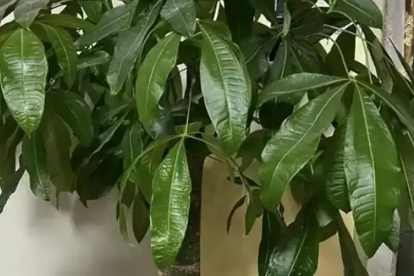 图片[2]-栽植发财树注意事项的方法和重点？栽植发财树注意事项要做好哪些细节？-会东网