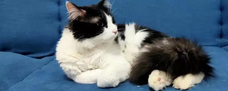 猫传染性肠炎是怎样的病症 ,猫传染性肠炎病因是什么-会东网