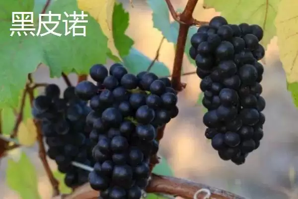 图片[12]-葡萄酒酿制全攻略：采摘后多道工序的醇香之旅-会东网