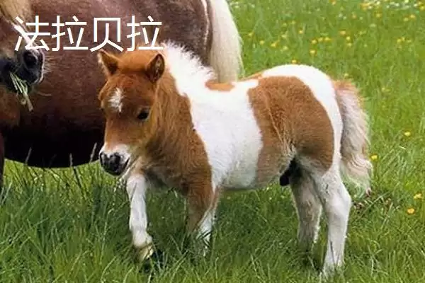 世界上最小的猪：成年姬猪仅20-30厘米的奇妙身姿插图6