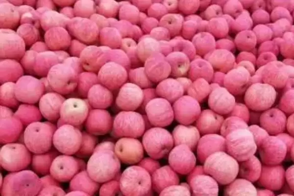 红心苹果品种介绍,结果期在每年的4-10月份插图3 红心苹果品种介绍,结果期在每年的4-10月份插图3