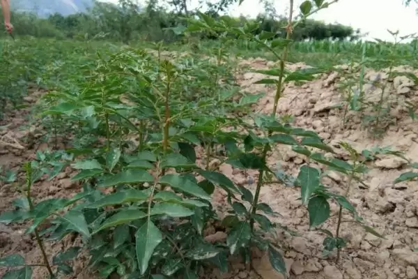 图片[2]-花椒苗在哪买？就近苗木基地的优势你知道吗？-会东网