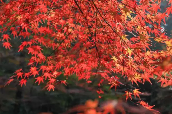 图片[3]-栖霞山红叶观赏最佳时间：11月中旬至12月中旬的美丽时刻-会东网