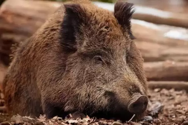 认识野猪和家猪杂交猪的方法和重点?养猪要做好哪些品种杂交细节?插图3 认识野猪和家猪杂交猪的方法和重点?养猪要做好哪些品种杂交细节?插图3