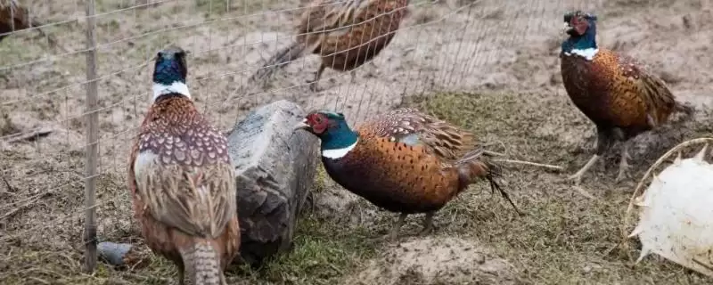 了解养殖野鸡售价的方法和重点?养鸡要做好哪些销售价格调研?-会东网