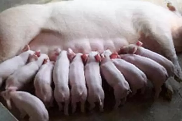 母猪难产应该如何进行处理呢,母猪难产时可采取驱赶助产等方式插图2