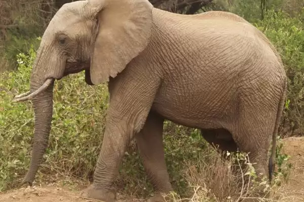 比较猪和狗嗅觉灵敏程度的方法和重点?养猪与动物特性研究有哪些关联细节?插图4 比较猪和狗嗅觉灵敏程度的方法和重点?养猪与动物特性研究有哪些关联细节?插图4