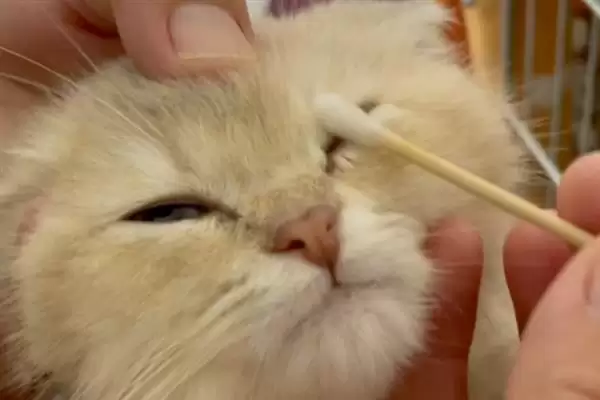 猫咪眼睛发炎有哪些明显症状 ,猫咪眼睛发炎会出现流眼泪现象插图5 猫咪眼睛发炎有哪些明显症状 ,猫咪眼睛发炎会出现流眼泪现象插图5