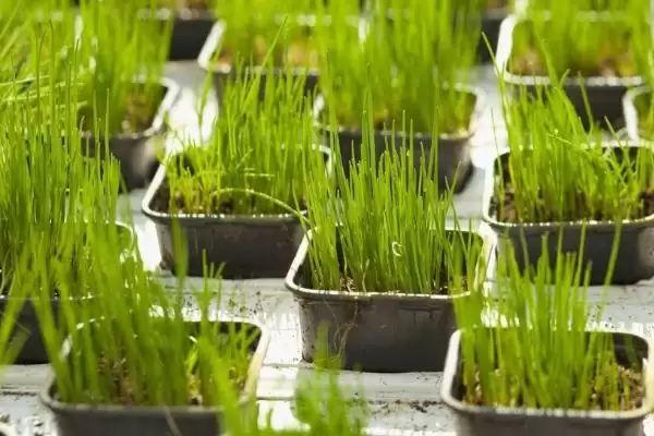 韭菜的施肥方法 ,韭菜施肥有什么特点,为何可重复收割?插图1 韭菜的施肥方法 ,韭菜施肥有什么特点,为何可重复收割?插图1