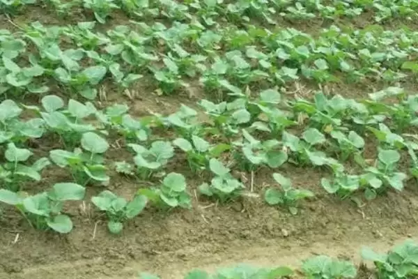 油菜叶色不正常的原因和解决方法,不同原因导致解决方法不同插图1 油菜叶色不正常的原因和解决方法,不同原因导致解决方法不同插图1