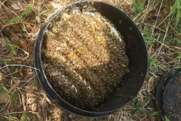 图片[5]-在别人的蜂箱附近能不能诱到蜂，可以诱捕工蜂和分蜂群-会东网