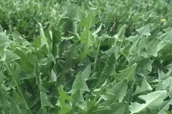 图片[4]-蒲公英种植技术全解：选择肥沃疏松土壤的要点-会东网