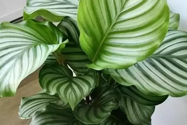 有哪些适合寝室养的植物，可以养绿萝、苹果竹芋等插图2