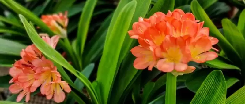 君子兰烂根的处理方法 ,君子兰烂根后如何用高锰酸钾处理？-会东网