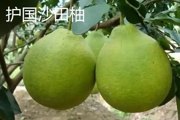 图片[6]-四川泸州市的特色水果？了解四川泸州市特色水果要知晓哪些地域特产信息？-会东网