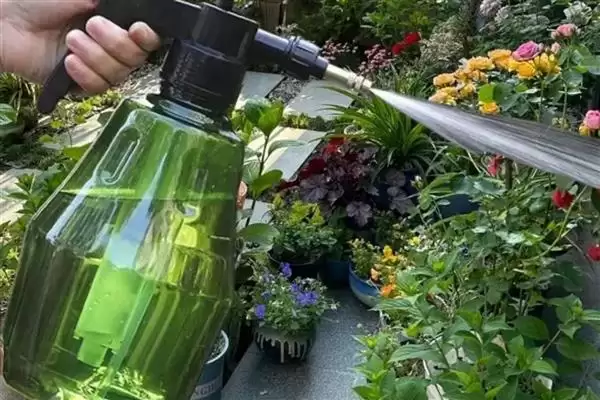 图片[4]-养芍药花的方法和重点？养芍药花要做好哪些细节？-会东网