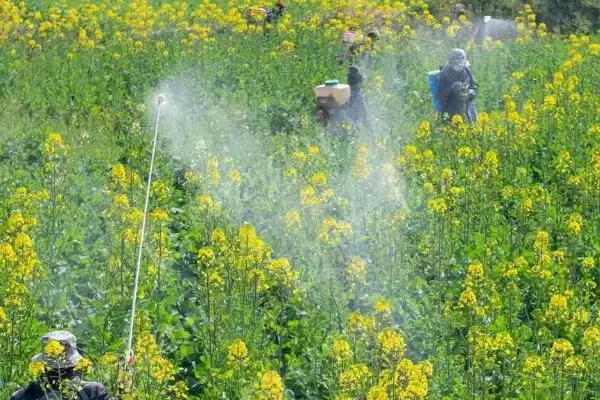 油菜叶色不正常的原因和解决方法,不同原因导致解决方法不同插图4 油菜叶色不正常的原因和解决方法,不同原因导致解决方法不同插图4