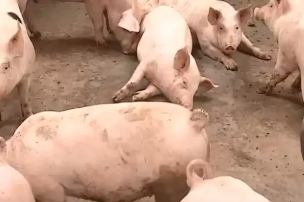 了解猪流感的方法和重点？养猪要做好哪些疫病知识储备细节？插图3