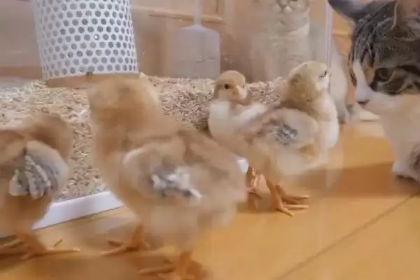 让小鸡快速睡着的方法和重点?养鸡要做好哪些养殖环境安抚?插图2 让小鸡快速睡着的方法和重点?养鸡要做好哪些养殖环境安抚?插图2