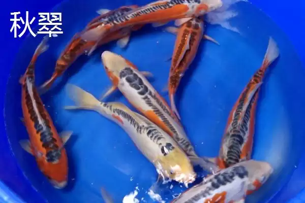 图片[7]-锦鲤的常见品种 ,锦鲤有哪些常见的品种类型呢-会东网