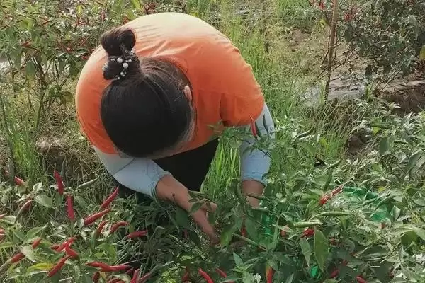 辣椒的施肥方法 ,辣椒施肥为何要增施有机肥呢?插图2 辣椒的施肥方法 ,辣椒施肥为何要增施有机肥呢?插图2