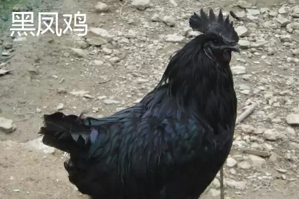 明确乌鸡产地范围的方法和重点?养鸡要做好哪些品种溯源?插图6 明确乌鸡产地范围的方法和重点?养鸡要做好哪些品种溯源?插图6