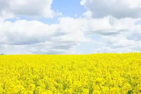油菜花的成熟时间,春油菜常在9月份左右成熟插图1 油菜花的成熟时间,春油菜常在9月份左右成熟插图1