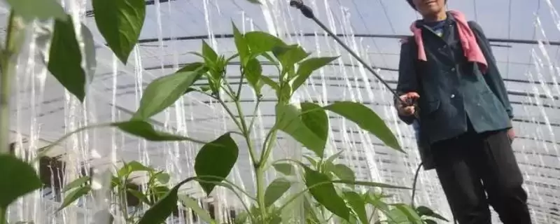 辣椒的叶面肥选择 ,辣椒开花坐果前为何施硼钙叶面肥?-会东网